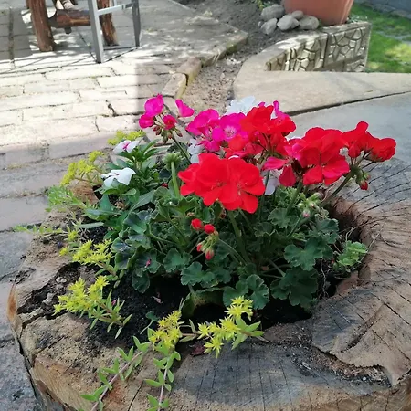 Gabriella Haz * Szolad