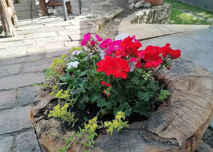 Gabriella Haz * Szolad